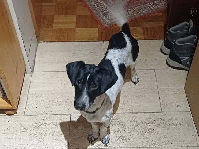 pfotenretterungarn Kony PS (2)