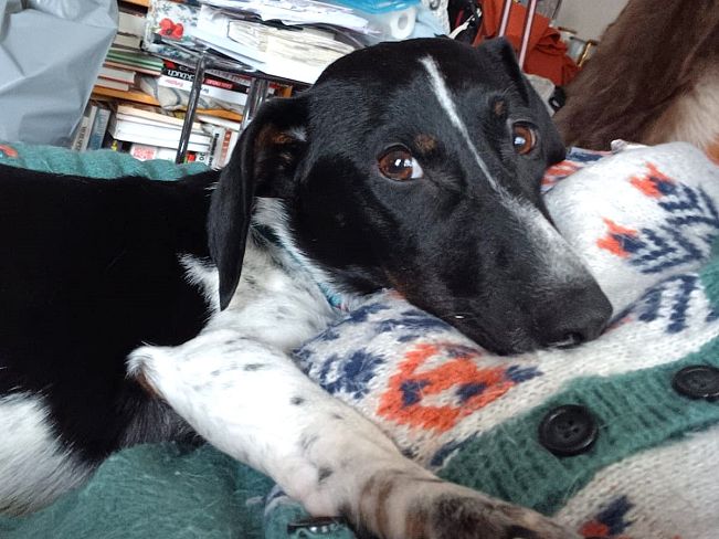 pfotenretterungarn Kony PS (20)