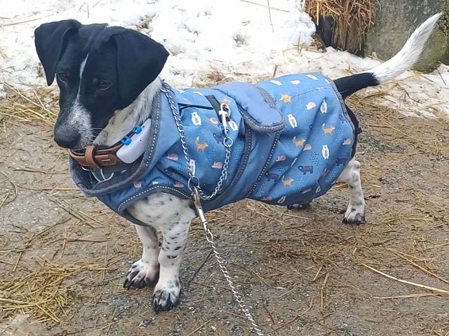 pfotenretterungarn Kony PS (21)