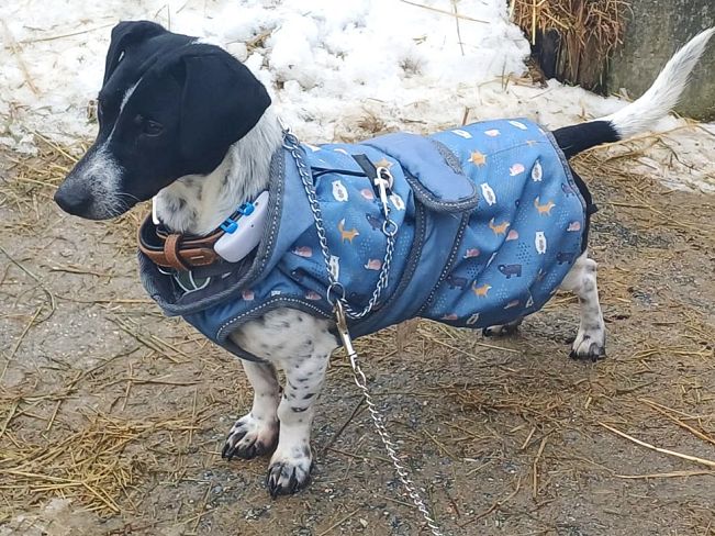 pfotenretterungarn Kony PS (22)