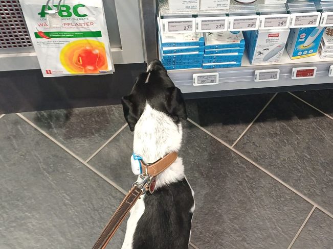 pfotenretterungarn Kony PS (23)