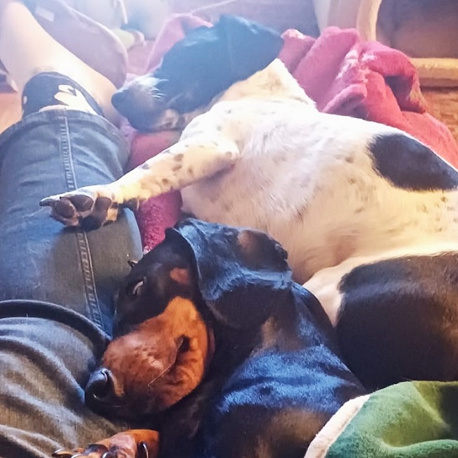 pfotenretterungarn Kony PS (24)