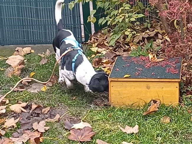 pfotenretterungarn Kony PS (3)