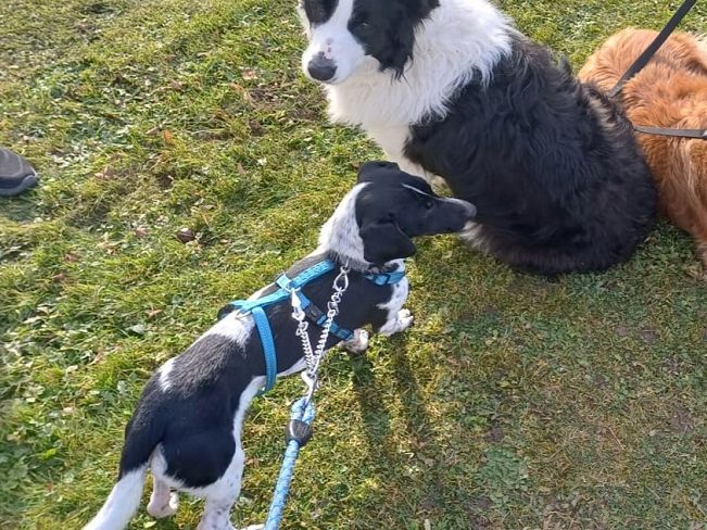 pfotenretterungarn Kony PS (5)