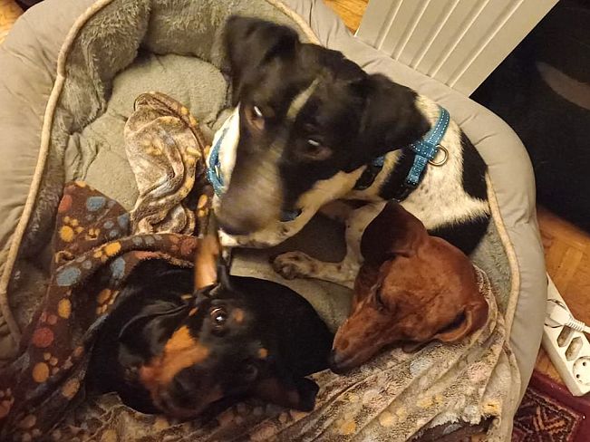 pfotenretterungarn Kony PS (7)