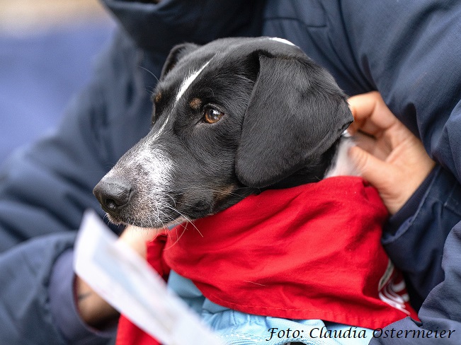 pfotenretterungarn Kony PS BD (9)