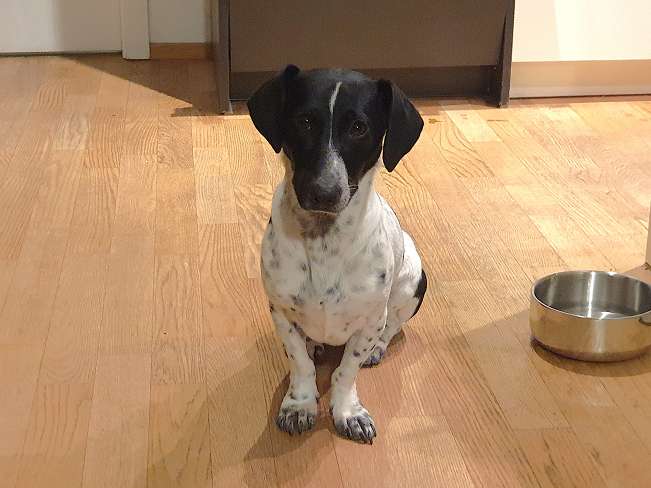 pfotenretterungarn Kony PS Gabi (10)