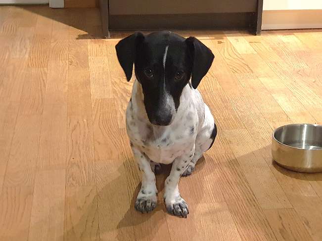 pfotenretterungarn Kony PS Gabi (11)