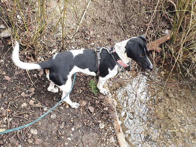 pfotenretterungarn Kony PS Gabi (12)