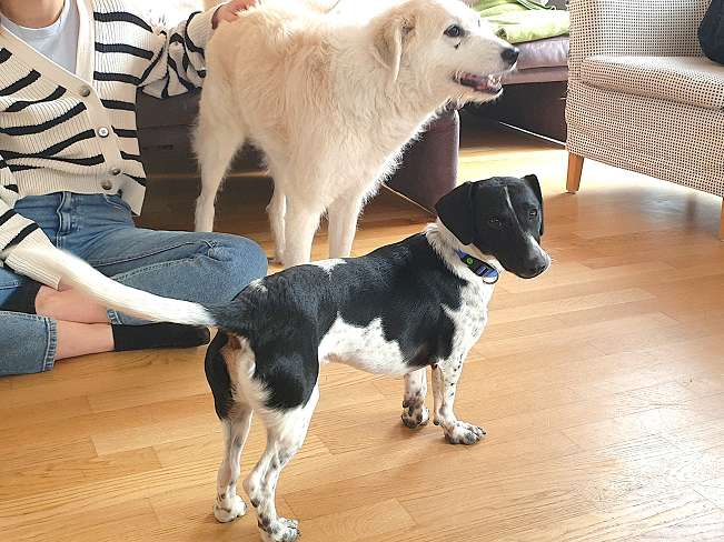 pfotenretterungarn Kony PS Gabi (13)