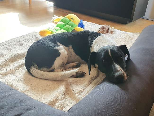 pfotenretterungarn Kony PS Gabi (14)