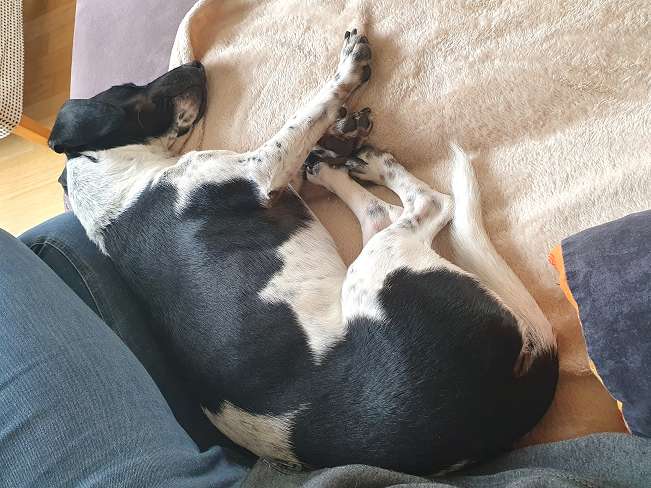 pfotenretterungarn Kony PS Gabi (15)