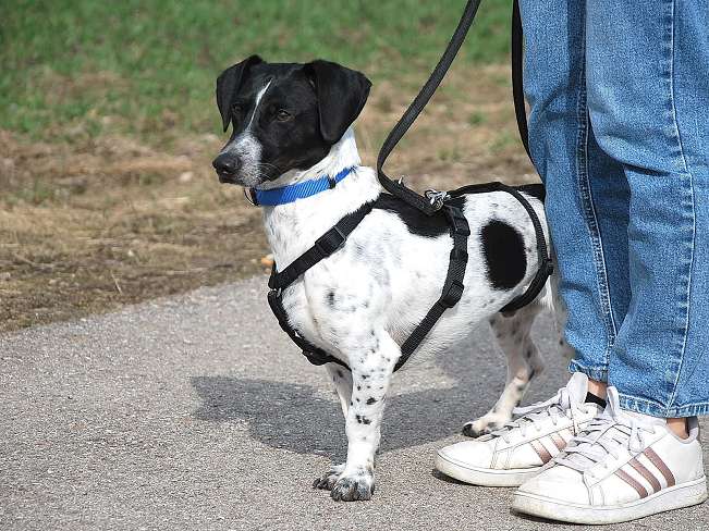 pfotenretterungarn Kony PS Gabi (17)