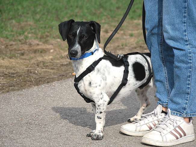 pfotenretterungarn Kony PS Gabi (18)