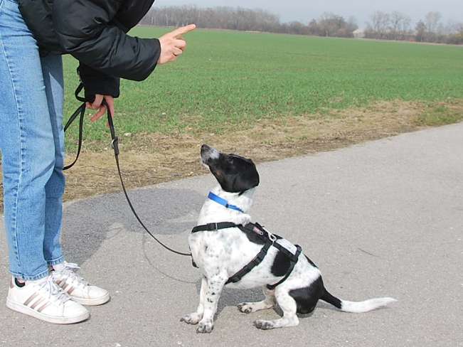 pfotenretterungarn Kony PS Gabi (19)