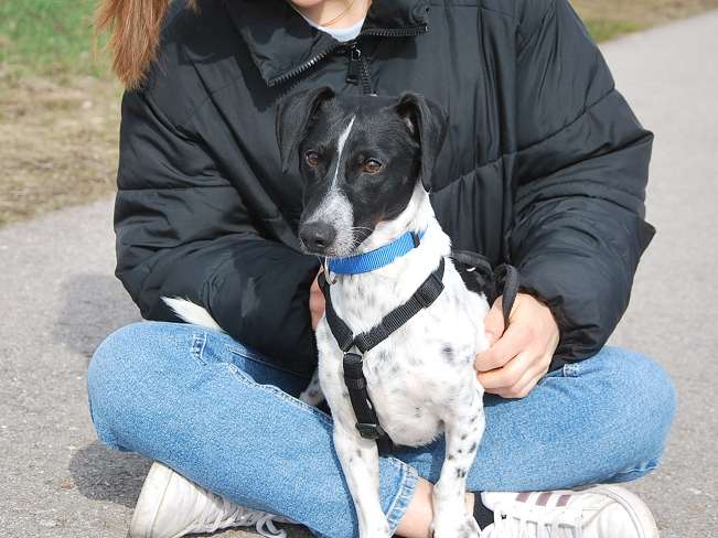 pfotenretterungarn Kony PS Gabi (2)