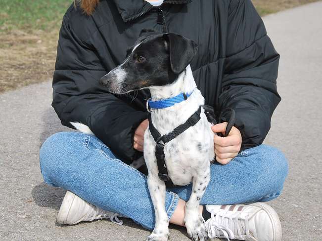 pfotenretterungarn Kony PS Gabi (23)