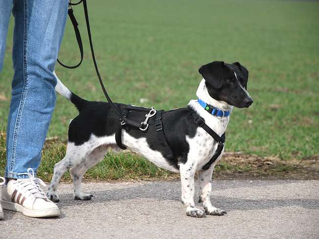 pfotenretterungarn Kony PS Gabi (28)