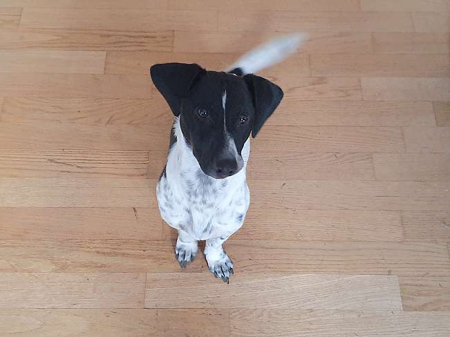 pfotenretterungarn Kony PS Gabi (29)