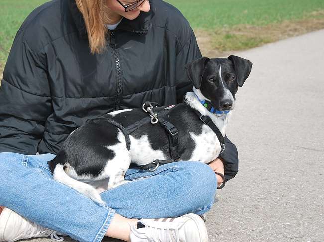 pfotenretterungarn Kony PS Gabi (3)