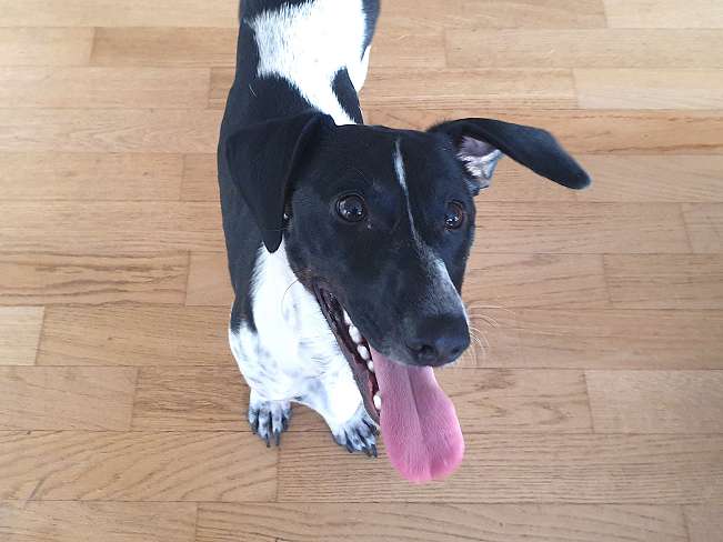 pfotenretterungarn Kony PS Gabi (30)