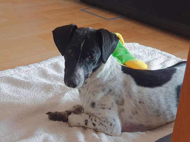 pfotenretterungarn Kony PS Gabi (31)