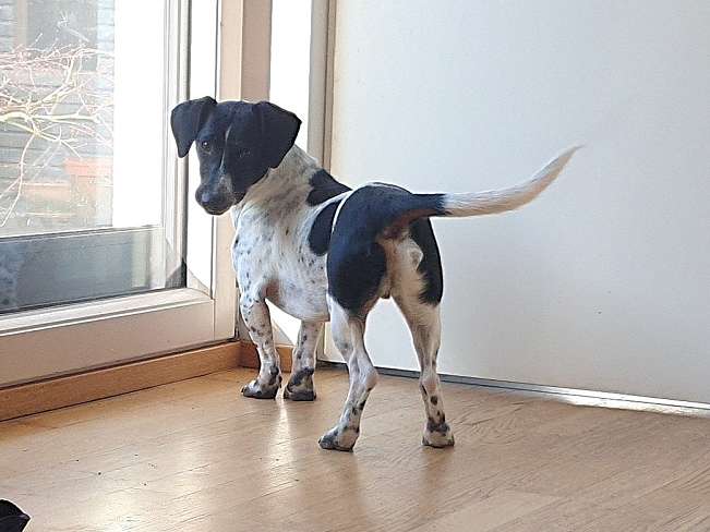 pfotenretterungarn Kony PS Gabi (32)