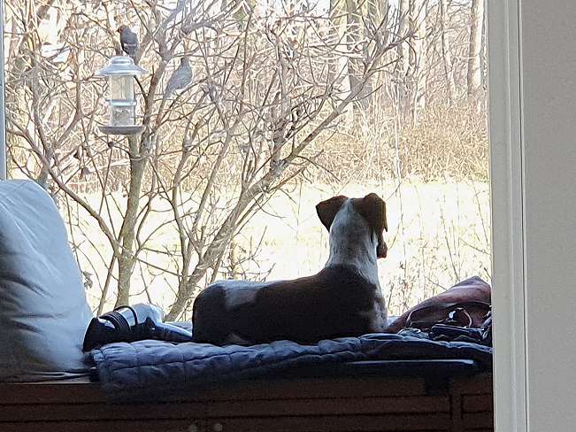 pfotenretterungarn Kony PS Gabi (33)