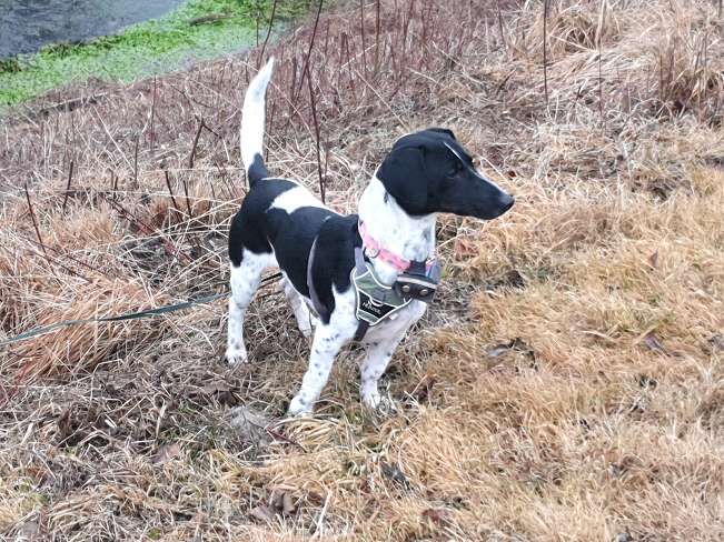 pfotenretterungarn Kony PS Gabi (34)