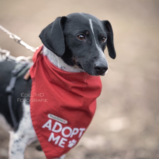 pfotenretterungarn Kony PS Gabi (36)