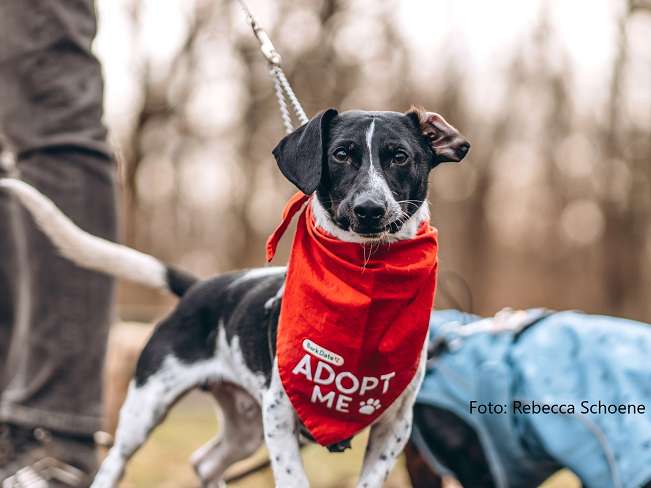 pfotenretterungarn Kony PS Gabi (37)