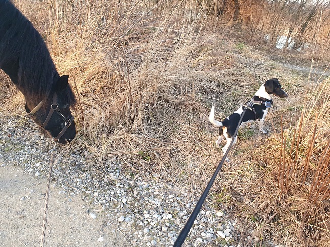 pfotenretterungarn Kony PS Gabi (38)