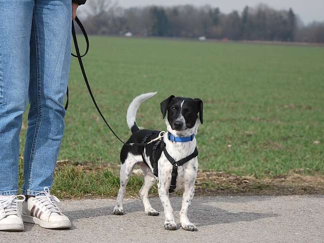 pfotenretterungarn Kony PS Gabi (5)