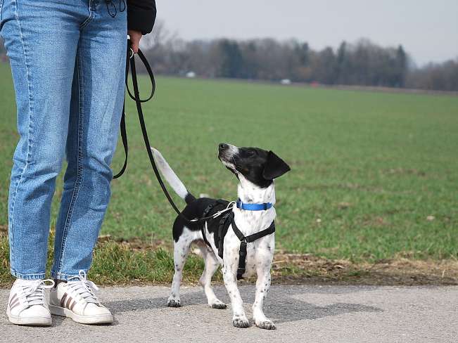 pfotenretterungarn Kony PS Gabi (6)