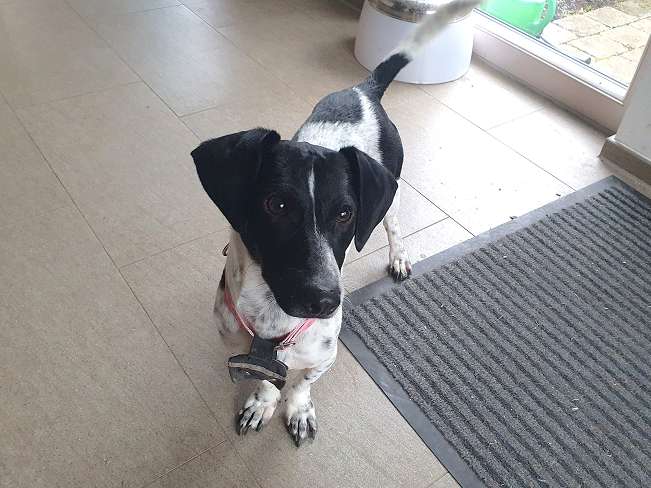 pfotenretterungarn Kony PS Gabi (7)