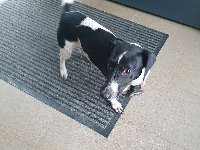 pfotenretterungarn Kony PS Gabi (8)