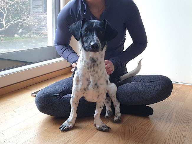 pfotenretterungarn Kony PS Gabi (9)