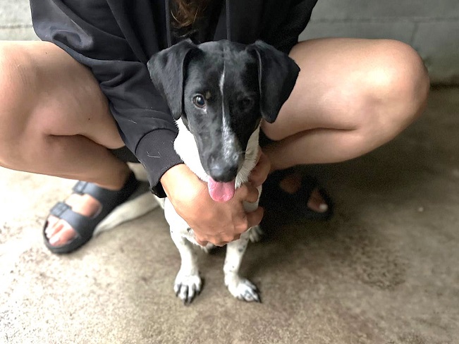 pfotenretterungarn Kony neu FEIN (1)