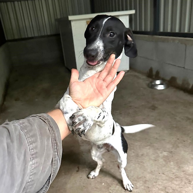 pfotenretterungarn Kony neu FEIN (2)