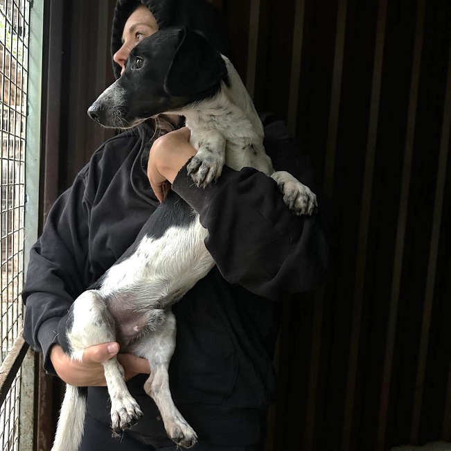 pfotenretterungarn Kony neu FEIN (3)