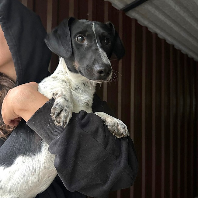 pfotenretterungarn Kony neu FEIN (4)