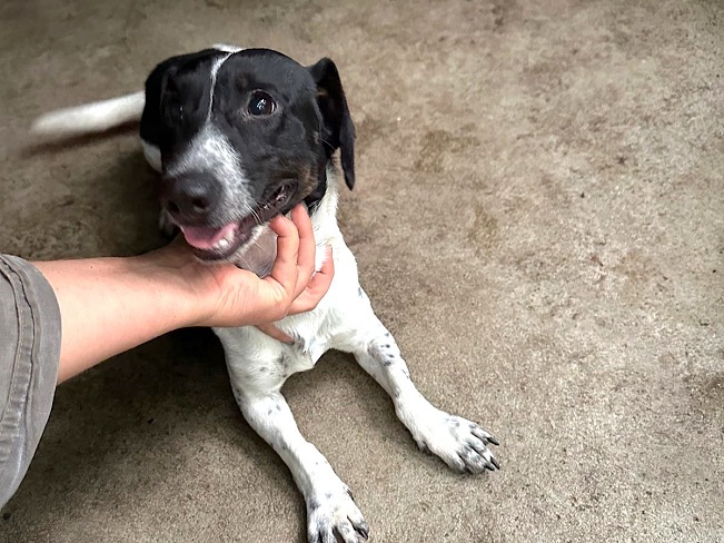 pfotenretterungarn Kony neu FEIN (6)