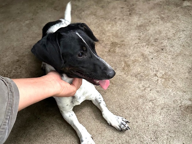 pfotenretterungarn Kony neu FEIN (7)