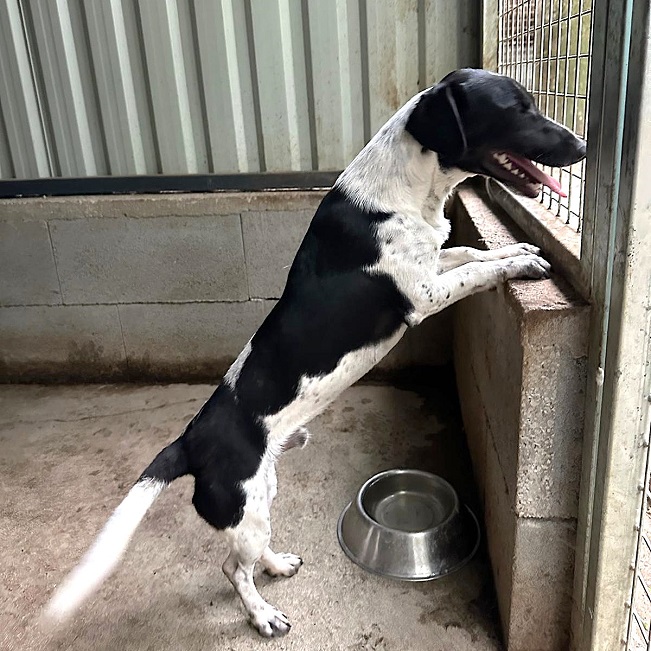 pfotenretterungarn Kony neu FEIN (8)