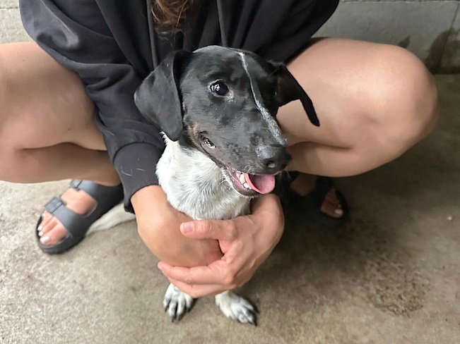 pfotenretterungarn Kony neu FEIN (9)