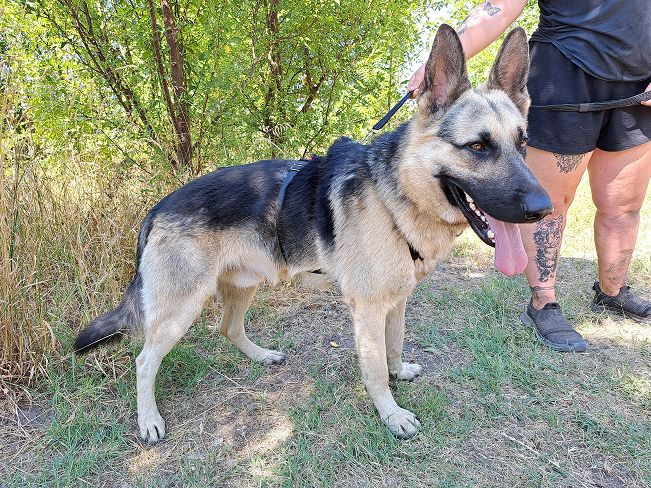 pfotenretterungarn Leo (2)