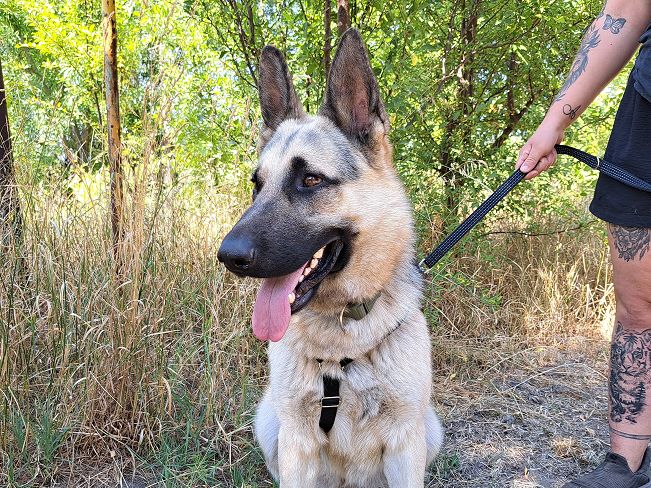 pfotenretterungarn Leo (3)