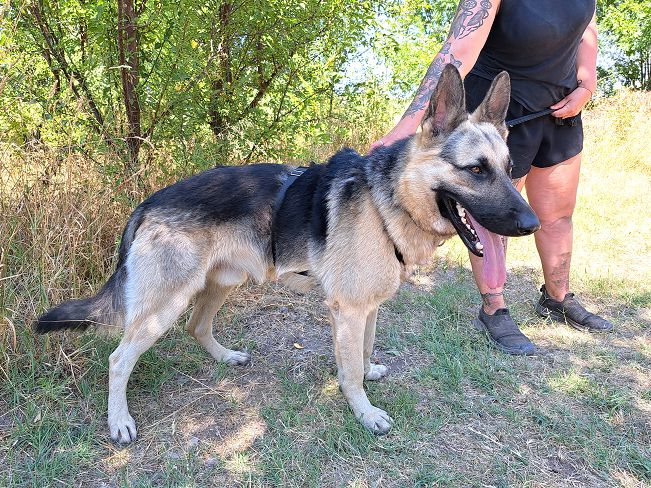 pfotenretterungarn Leo (4)