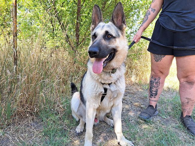 pfotenretterungarn Leo (5)