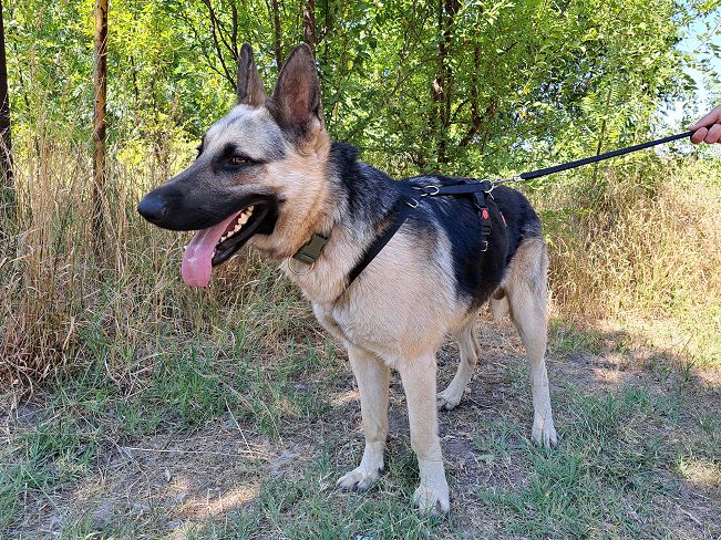 pfotenretterungarn Leo (6)